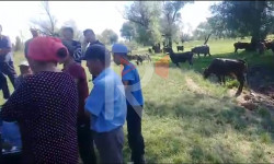 Сокулук: жайытты басып алган белгисиз адамдар