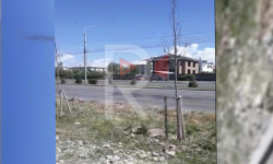 Масалиев көчөсүндөгү куурап жаткан көчөттөр