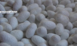 Кадамжайда кайрадан жибек өндүрүү тармагы колго алынды 