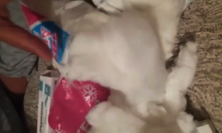 Кыргызстанда дары-дармектерди сатуу көзөмөлгө алынабы? 