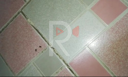 Бишкек: №3 балдар ооруканасын каптаган таракандар