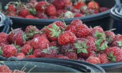 Учурда өлкөнүн аймактарында дыйкандар биринчи түшүмдөрүн жыйнай башташты