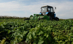 Айыл чарбасын каржылоого 4 миллиард сомдон ашык насыя берилди 