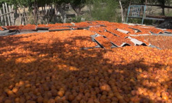 Баткен курагак жемиштери дүйнө жүзүнө экспорттолот (статистика)