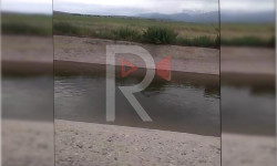 Талас: каналга суу келбей эгиндери куурап жатат