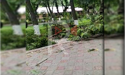 Ош: Навои эс алуу багында куурап калган бактар кулап жатат