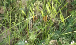 Итагар: короолорду малак курт басты