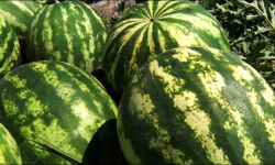 Четтен кирген дарбыздар жергиликтүү базарга таасирин тийгизүүдө