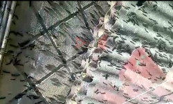 Тельман айылын каптаган малак курт