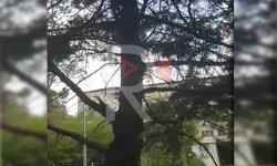 Суугарылбай дарактар куурап жатат