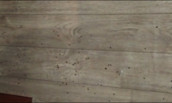 Шаар тургундарына уйку бербеген курттар