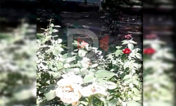 Карагай, бак-дарак жана гүлдөр сугарылбай куурап жатат