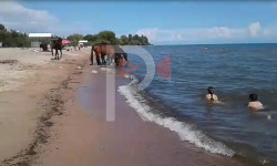 Көл жээкте ээн жүргөн жылкылар