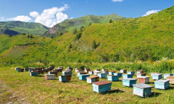 Ат-Башы районунда балчылардын сезону кызыды