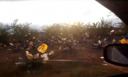 Талас: жол жээгин каптаган желим баштыктар