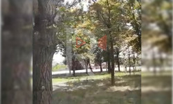 Күзгө жетпей саргайган бак-дарактар