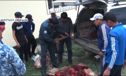 Нарында эки тоо текени атып, союп жаткандар кармалды