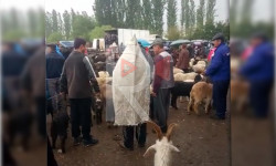 Токтогулдун мал базарында малчылар үчүн шарт жок