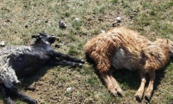 Солтон-Сары: мал эмне себептен кырылгандыгы иликтенет