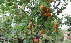 Ысык-Көлдө багбандар өрүктүн түшүмүн жыйноодо 