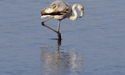 Кыргызстанда келгин куштардын саны көбөйүүдө