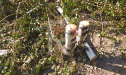 Жарнамалык тактаны орнотуу үчүн кыйылган ак кайыңдар  