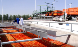 Кыргызстанда экологиялык таза азык өндүргөн дыйкан чарбалардын саны көбөйдү