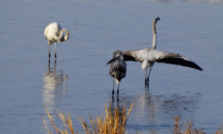Кыргызстанда келгин куштардын санынын көбөйгөндүгү байкалууда 