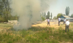 Өлкө боюнча жапайы өскөн кара куурайларды жок кылуу иштери жүрүүдө