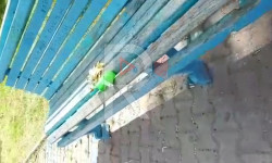 Чолпон-Ата: эс алуучу жайда таштанды таштаганга урна жок