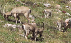 Кыргызстандын аймагында жапайы жаныбарлардын саны өсүүдө 