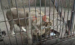 Каракол зоопаркындагы жагымсыз абал