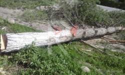 Жол боюнда кыйылган бак-дарактар