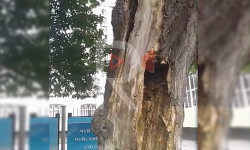 Сүйүмбаев көчөсүндө чириген бак кулаганы турат