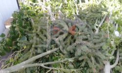 Оорукананын короосундагы бак-дарактар эмне үчүн кыйылды?