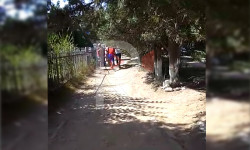 Бөкөнбаев: арчанын бутактары тротуарды жаап калган