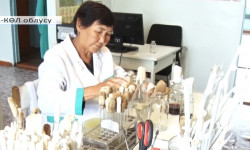 Суудан чыккан кара курт адам өмүрүнө коркунуч келтирбейби?