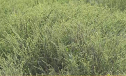 Суусамыр өрөөнүнүн жайыттарын соңку жылдары тикенек бадалдар басып кеткен