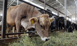 Шарп илдетине көзөмөл күчөйт