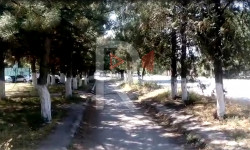 Токмок: аллеядагы бак-дарактарга суу жетпей куурап жатат