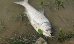 Ала-Арча суу сактагычындагы окуя боюнча комиссия түзүлдү