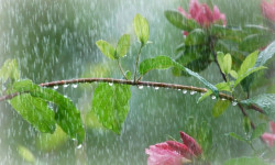 Бүгүн өлкө аймактарында жамгыр жаашы мүмкүн