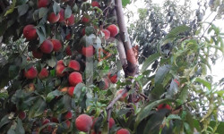 Кош-Дөбөдө шабдалынын түшүмү мол болду