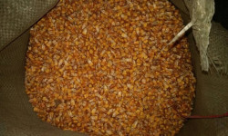 Кыргызстанга жүгөрүнүн жаңы түрлөрүнүн үрөнү алынып келинет 