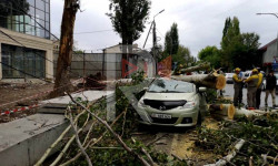 Бишкек: катуу шамалдан дарак кулап, унааны басып калды