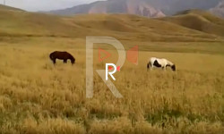Жумгал районунда комбайн жетишпей, бышкан эгин куурай баштады