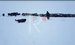 Суусамыр жайлоосуна калың кар жаады