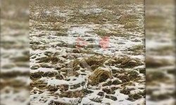 Кызыл-Дөбөдө кар жаап, эгиндер кар алдында калды