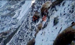 Токтогулда жайлоого жааган калың кардан мал кырылды