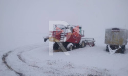 Суусамыр өрөөнүндө эгиндер кар алдында калды